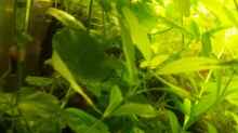 Hydrocotyle leucocephala -Brasilianischer Wassernabel