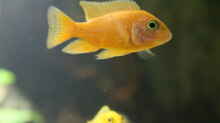 Aulonocara Fire Fish (Bock)