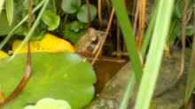 ein ´schüchterner´ Grasfrosch (Rana temporaria)