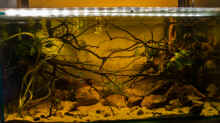 Aquarium Hauptansicht von P. taeniatus