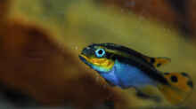 Besatz im Aquarium P. taeniatus