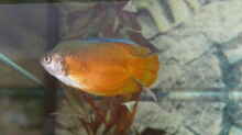 Zwergfadenfisch (männchen) 