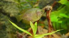 Zwergfadenfisch (weibchen) 
