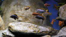 Besatz im Aquarium Malawibecken