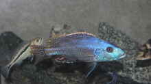 					 Nimbochromis	 fuscotaeniatus