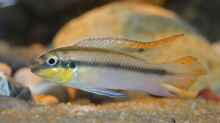 Pelvicachromis Pulcher male