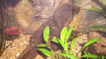 Kleine Mangrovenwurzel