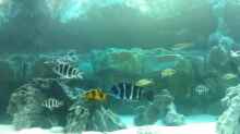Aquarium Becken 30929
