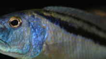 Aristochromis Christyi