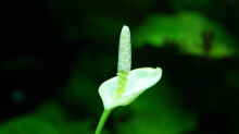 Anubias-Blüte