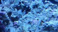 Pflanzen im Aquarium Flev´s 1,1K MeWa Tank