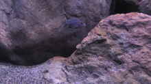 Pseudotropheus pulpican