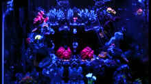 Aquarium in der Blaulichtphase