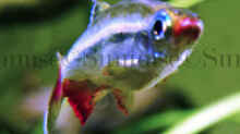 Tanichthys micagemmae - Vietnamesische Kardinalfische