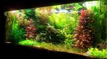 Aquarium Grüner Dschungel