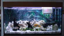 Aquarium Hauptansicht von Becken 3101