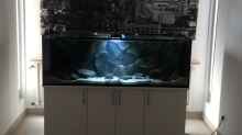 Aquarium Hauptansicht von Tank 2 NonMbuna