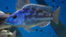 Nimbochromis fuscontaeniatus