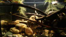 Aquarium Hauptansicht von Platy Biotop