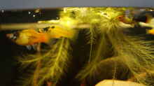 Pflanzen im Aquarium Platy Biotop