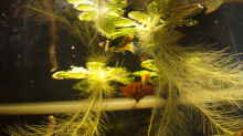 Pflanzen im Aquarium Platy Biotop