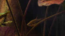 trichopsis pumila (Männchen), 23.10.2014