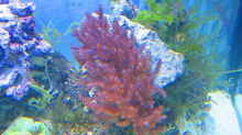 Dekoration im Aquarium Becken 31101
