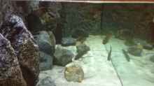 Aquarium Petrochromis "Namansi" Nur noch als Beispiel