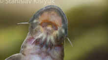 Chiloglanis congicus