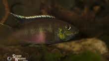 Benitochromis nigrodorsalis brütendes Weibchen