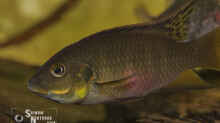 Benitochromis nigrodorsalis Männchen