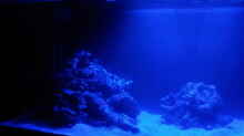 Aquarium Riff im Wohnzimmer