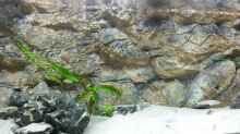 Aquarium Tanganjika Cichlid Family