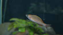 Cyprichromis Leptosoma