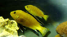 Labidochromis caerlues Yellow Paar