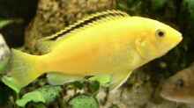 Labidochromis caerlueus Yellow- Weib