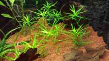 Pflanzen im Aquarium Serrasalmus - the one and lonely