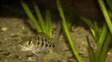 auch der kleine (noch) Räuber tummelt gerne im bespflanzten Teil des Beckens [Fossorochromis