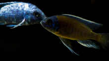 Copadichromis borleyi Kadango zusammen mit einem (unscharfen) Placidochromis phenochilus