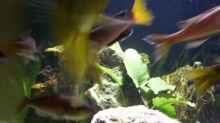 Cyprichromis Leptosoma ´Tricolor´ (Heckansicht)