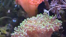 Entacmaea quadricolor - Blasenanemone