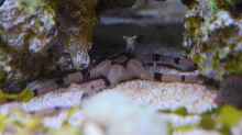 Ophioderma rubicunda - Schlangenseestern mit Rotscherengarnele