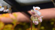 Blüte Begonia bowerae