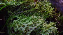 Marchantia polymorpha Brunnenlebermoos