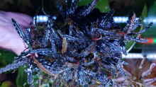 Bucephalandra Black Catherineae 