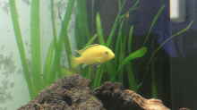 Labidochromis Yellow