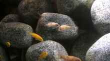 Besatz im Aquarium Stone biotope of Mbunas