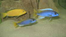 Besatz im Aquarium Ein Stück Malawisee