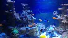 Aquarium BlueReef