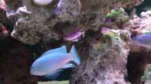 Besatz im Aquarium Mein Malawi Becken